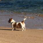Le dieci spiagge per cani in Costa Smeralda e nord Sardegna – Doggie beach
