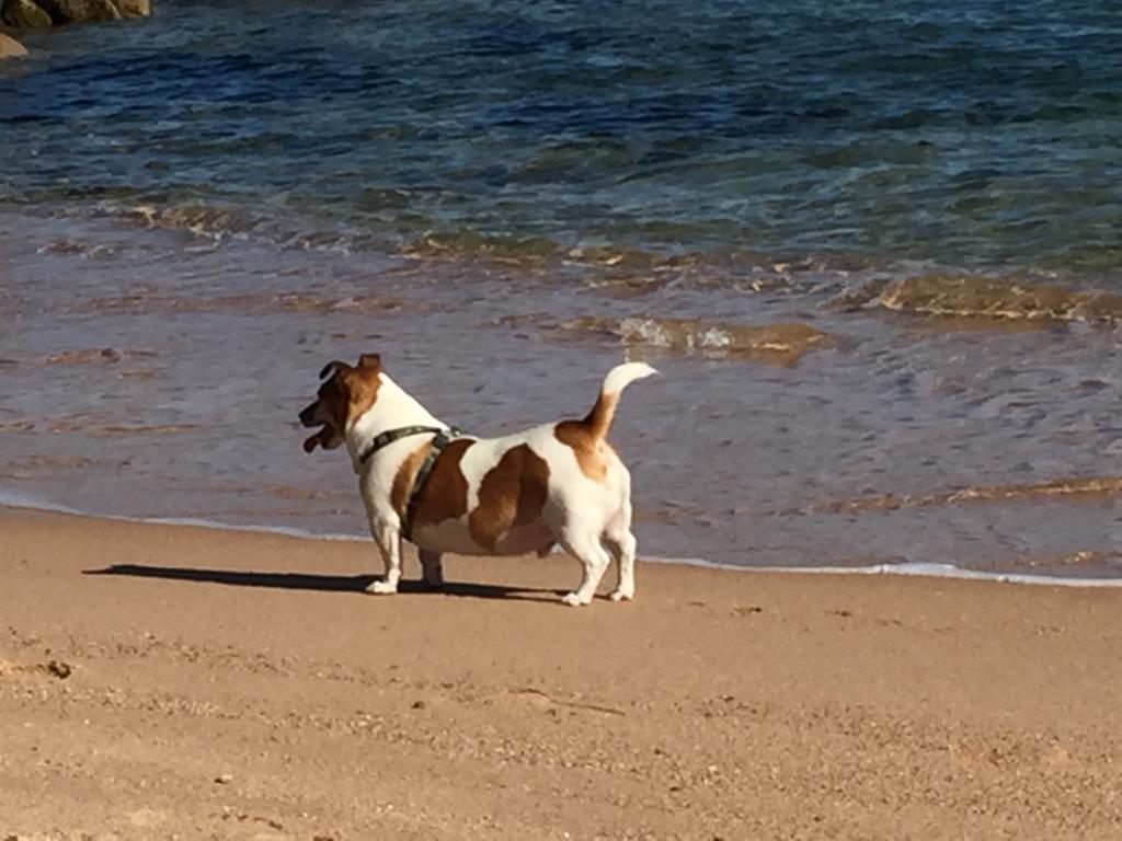 Le dieci spiagge per cani in Costa Smeralda e nord Sardegna – Doggie beach
